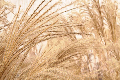 Blowing Grass II White Modern Wood Framed Art Print with Double Matting by Styber, Dana