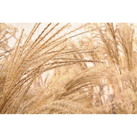 Blowing Grass II Gold Ornate Wood Framed Art Print with Double Matting by Styber, Dana