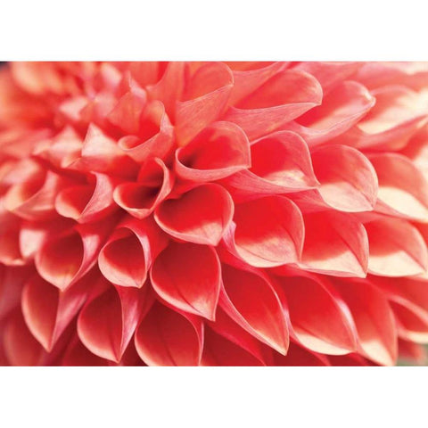 Coral Funnel Dahlia White Modern Wood Framed Art Print by Styber, Dana