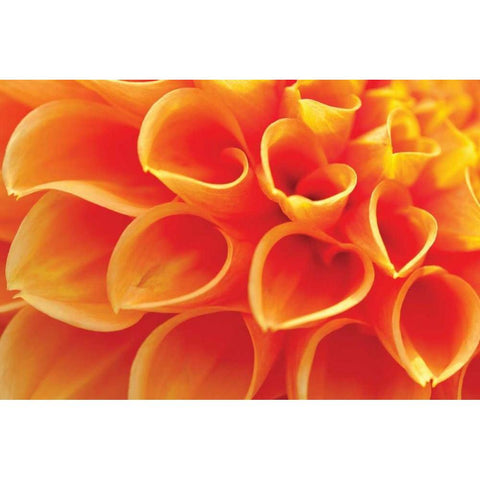 Orange Funnel Dahlia White Modern Wood Framed Art Print by Styber, Dana