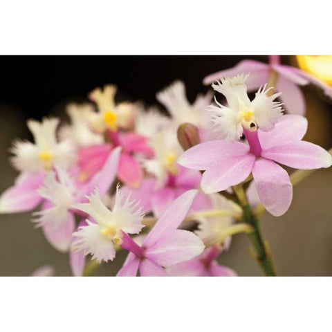 Orchid Chorus Black Modern Wood Framed Art Print with Double Matting by Styber, Dana