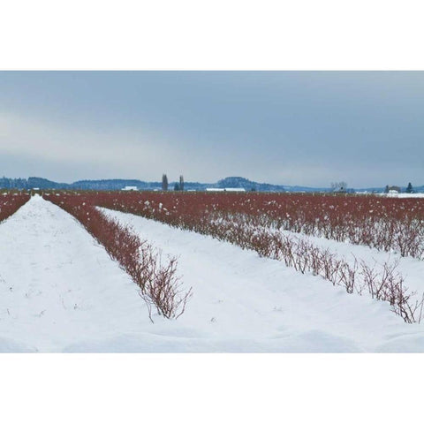 Berries Under Snow II Gold Ornate Wood Framed Art Print with Double Matting by Styber, Dana