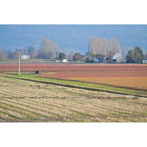 Red and Gold Fields II Gold Ornate Wood Framed Art Print with Double Matting by Styber, Dana