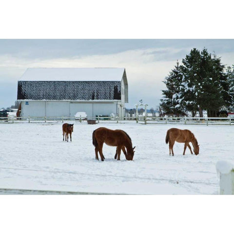 Grazing the Snow Gold Ornate Wood Framed Art Print with Double Matting by Styber, Dana