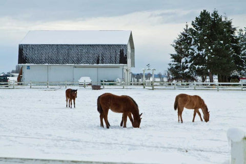 Grazing the Snow Black Ornate Wood Framed Art Print with Double Matting by Styber, Dana