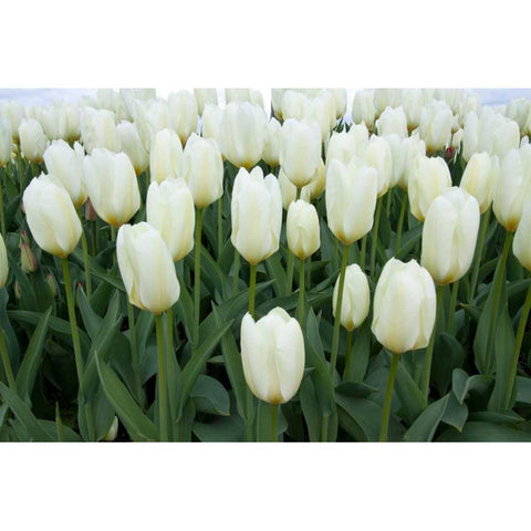 White Tulips I White Modern Wood Framed Art Print by Styber, Dana