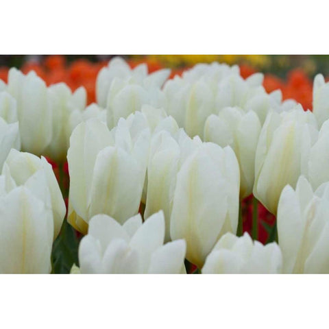 White Tulips II Black Modern Wood Framed Art Print with Double Matting by Styber, Dana