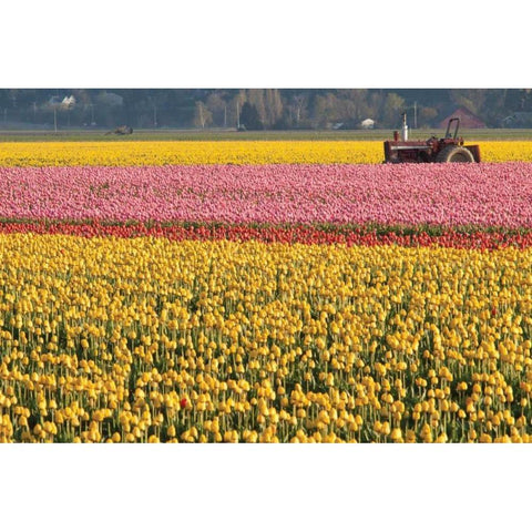 Tractor and Tulips I White Modern Wood Framed Art Print by Styber, Dana