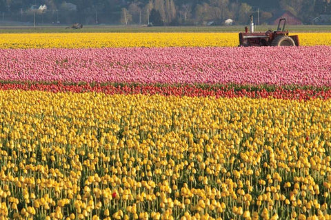 Tractor and Tulips I White Modern Wood Framed Art Print with Double Matting by Styber, Dana