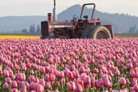 Tractor and Tulips II White Modern Wood Framed Art Print with Double Matting by Styber, Dana