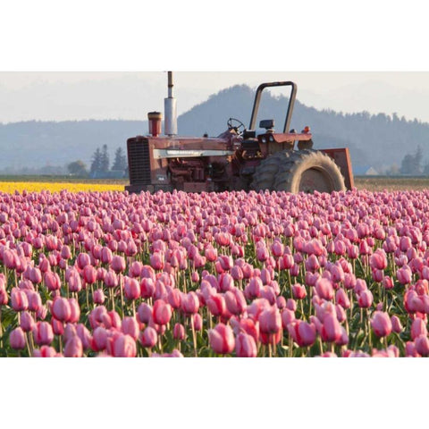 Tractor and Tulips II Black Modern Wood Framed Art Print with Double Matting by Styber, Dana