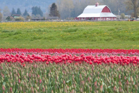 Red Tulip Barn White Modern Wood Framed Art Print with Double Matting by Styber, Dana