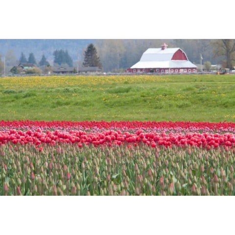 Red Tulip Barn Gold Ornate Wood Framed Art Print with Double Matting by Styber, Dana