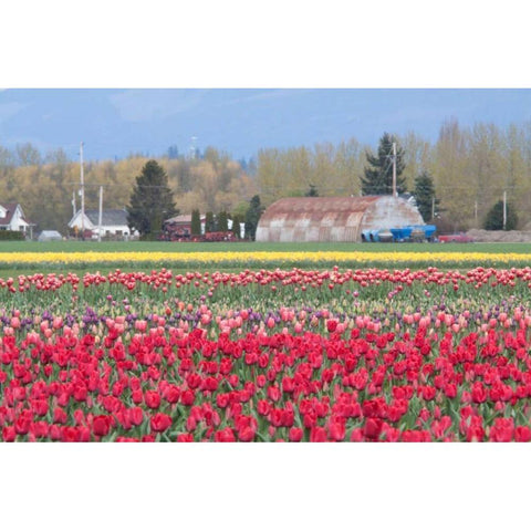 Red Tulip Farm Gold Ornate Wood Framed Art Print with Double Matting by Styber, Dana