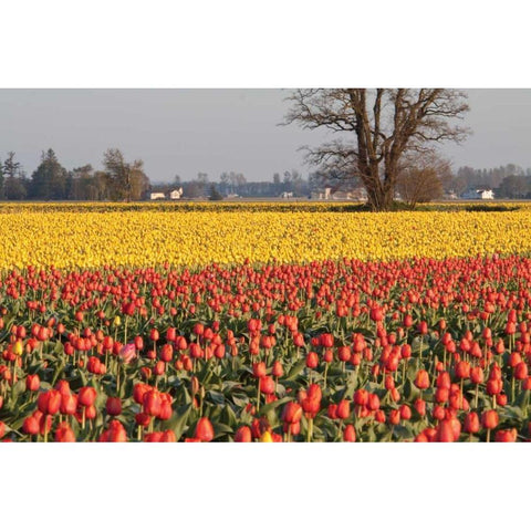 Yellow and Orange Tulips I Gold Ornate Wood Framed Art Print with Double Matting by Styber, Dana
