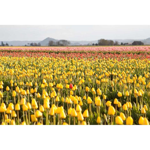 Yellow and Orange Tulips III Gold Ornate Wood Framed Art Print with Double Matting by Styber, Dana