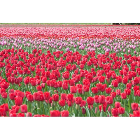 March of the Tulips I White Modern Wood Framed Art Print by Styber, Dana