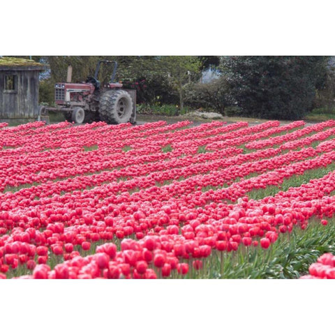 Vibrant Pink Tulips Gold Ornate Wood Framed Art Print with Double Matting by Styber, Dana