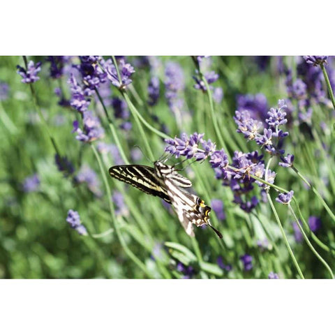 Lavender and Butterfly I White Modern Wood Framed Art Print by Styber, Dana