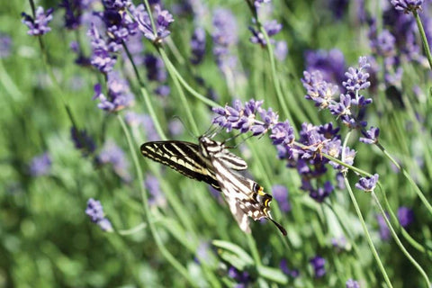 Lavender and Butterfly I White Modern Wood Framed Art Print with Double Matting by Styber, Dana