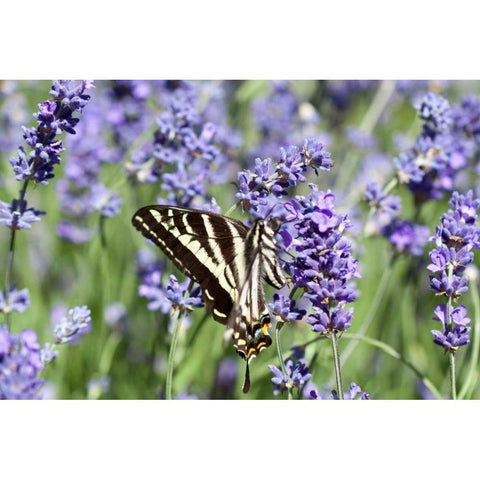 Lavender and Butterfly II White Modern Wood Framed Art Print by Styber, Dana