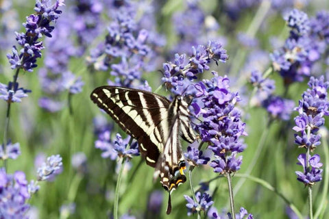 Lavender and Butterfly II White Modern Wood Framed Art Print with Double Matting by Styber, Dana