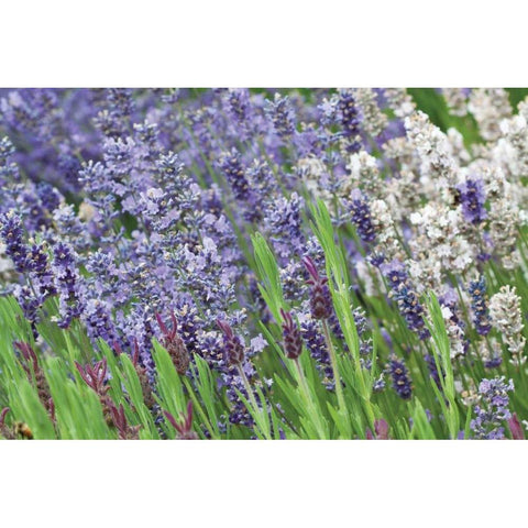 Lavender Sway II White Modern Wood Framed Art Print by Styber, Dana