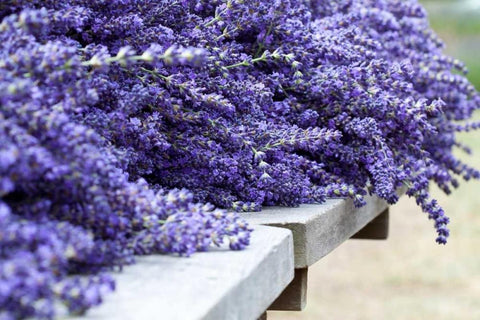 Lavender Harvest I White Modern Wood Framed Art Print with Double Matting by Styber, Dana