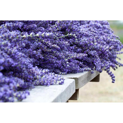 Lavender Harvest I Black Modern Wood Framed Art Print with Double Matting by Styber, Dana