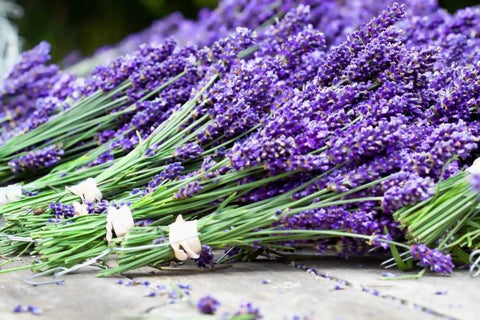 Lavender Harvest II Black Ornate Wood Framed Art Print with Double Matting by Styber, Dana