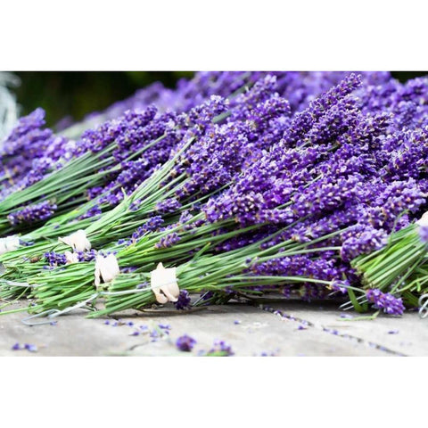 Lavender Harvest II Black Modern Wood Framed Art Print by Styber, Dana