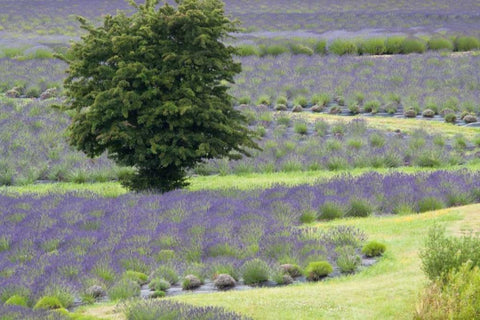 Lavender Field and Tree White Modern Wood Framed Art Print with Double Matting by Styber, Dana