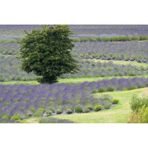 Lavender Field and Tree White Modern Wood Framed Art Print by Styber, Dana