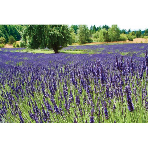 Lavender Field I Black Modern Wood Framed Art Print with Double Matting by Styber, Dana