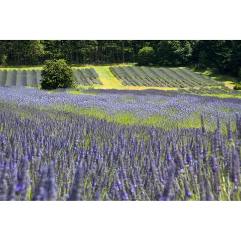 Lavender Field II Black Modern Wood Framed Art Print with Double Matting by Styber, Dana