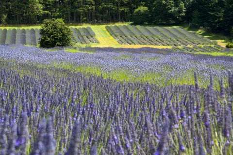 Lavender Field II White Modern Wood Framed Art Print with Double Matting by Styber, Dana