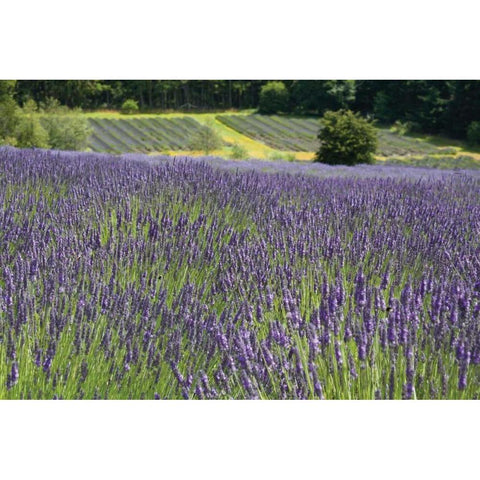 Lavender Field III Gold Ornate Wood Framed Art Print with Double Matting by Styber, Dana