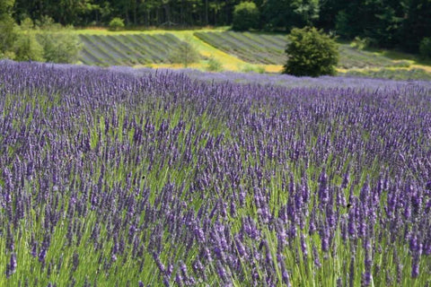 Lavender Field III Black Ornate Wood Framed Art Print with Double Matting by Styber, Dana