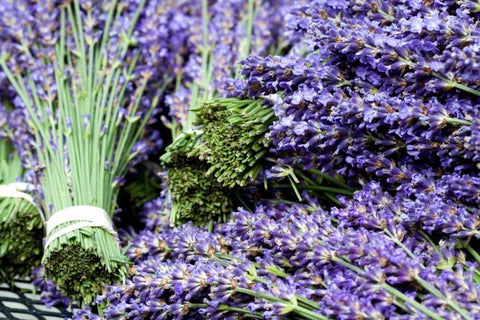 Lavender Bunches I White Modern Wood Framed Art Print with Double Matting by Styber, Dana
