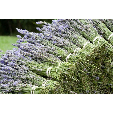 Lavender Bunches II Black Modern Wood Framed Art Print with Double Matting by Styber, Dana