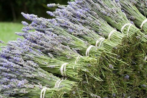 Lavender Bunches II White Modern Wood Framed Art Print with Double Matting by Styber, Dana