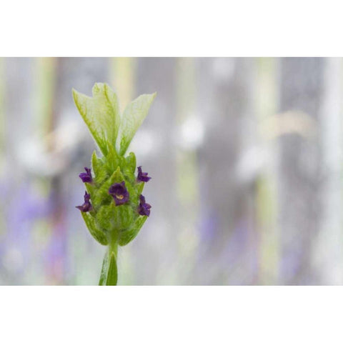 Lavender Bud I Gold Ornate Wood Framed Art Print with Double Matting by Styber, Dana