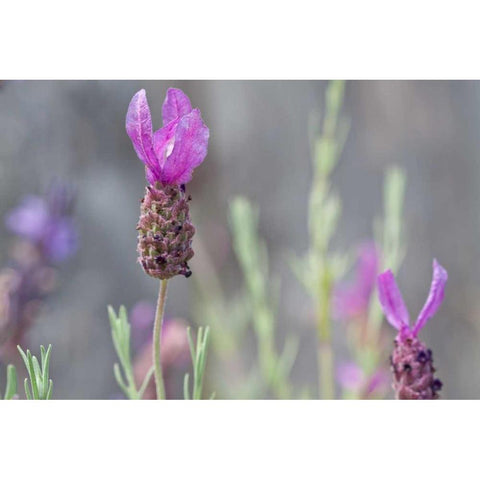 Lavender Bud II Black Modern Wood Framed Art Print with Double Matting by Styber, Dana