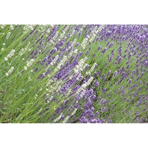 Flowing Lavender II Gold Ornate Wood Framed Art Print with Double Matting by Styber, Dana