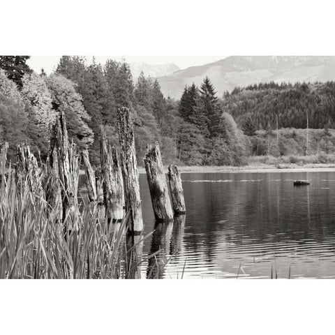 Baker Lake Pilings White Modern Wood Framed Art Print by Styber, Dana