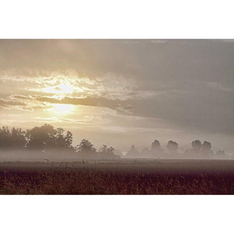 Foggy Morning I White Modern Wood Framed Art Print by Styber, Dana