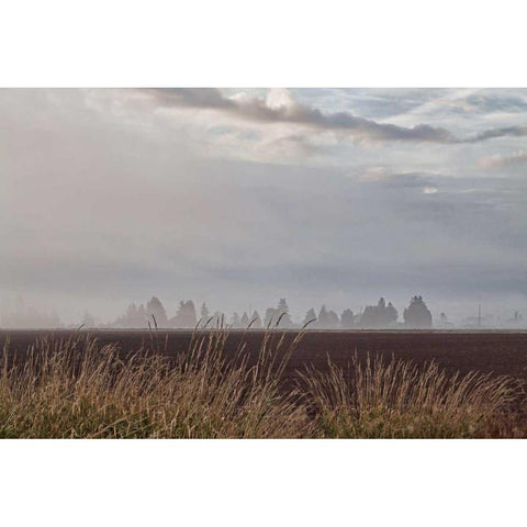 Foggy Morning II Gold Ornate Wood Framed Art Print with Double Matting by Styber, Dana