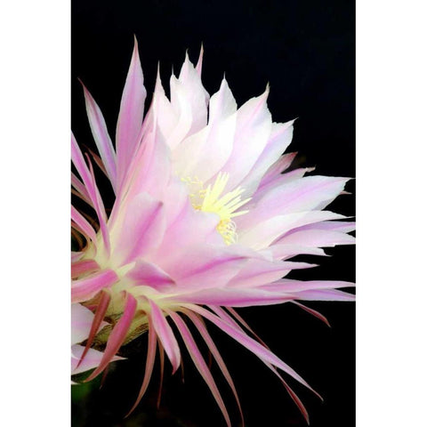 Echinopsis Flowers I Black Modern Wood Framed Art Print with Double Matting by Taylor, Douglas