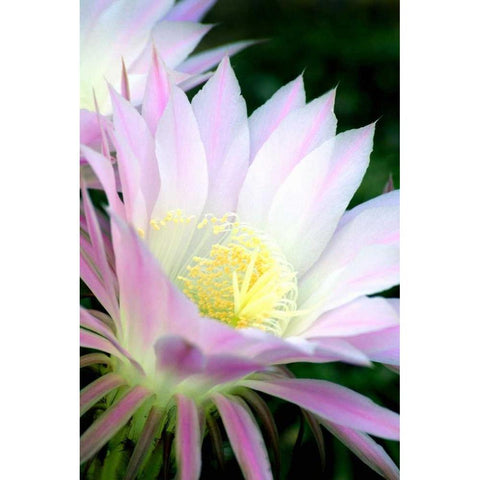 Echinopsis Flowers II Black Modern Wood Framed Art Print with Double Matting by Taylor, Douglas