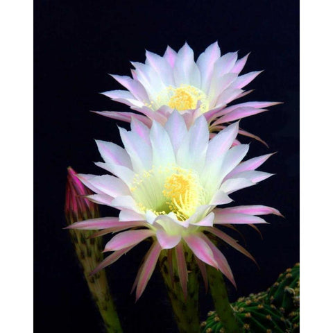 Echinopsis Flowers III White Modern Wood Framed Art Print by Taylor, Douglas